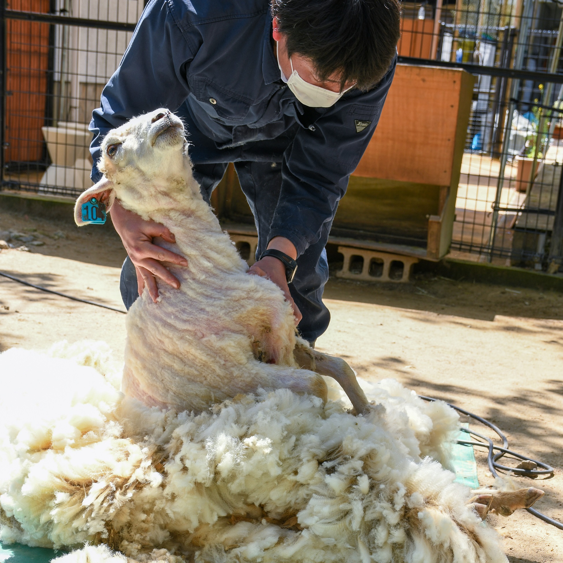 4月10日 五月山動物園でヒツジの毛刈りのイメージ