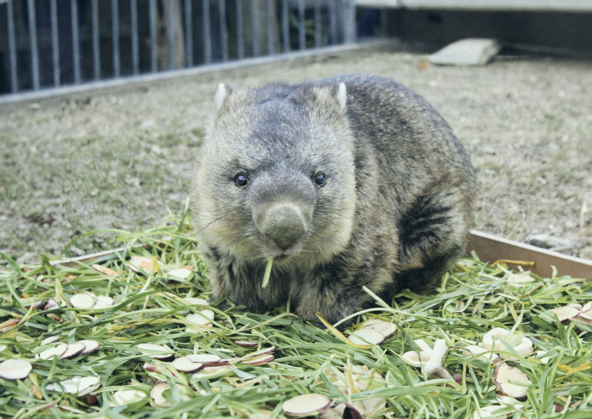 五月山動物園のウォンバット