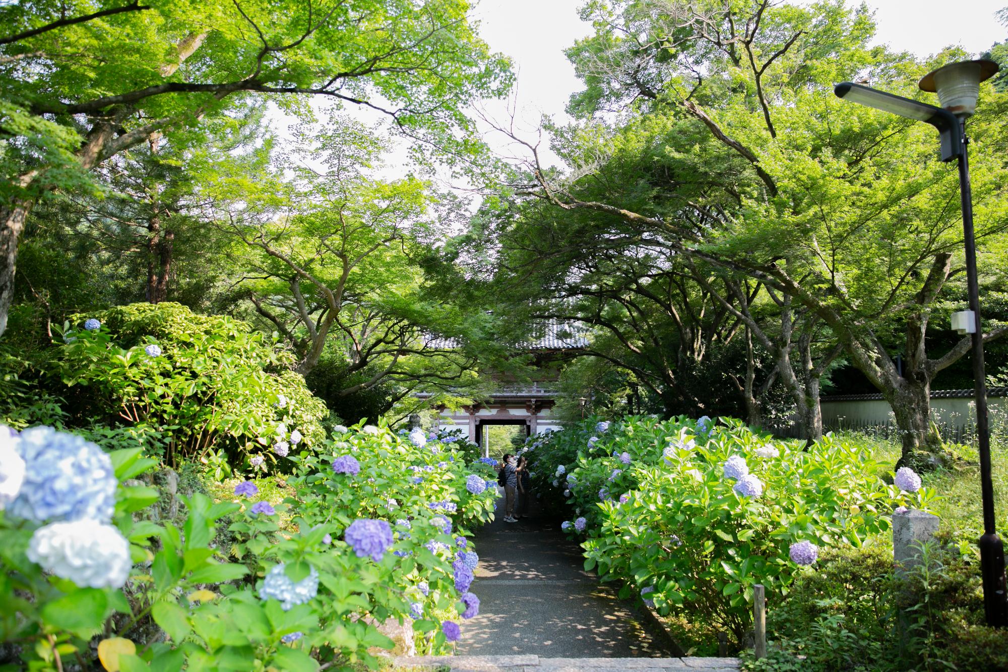 久安寺のアジサイ