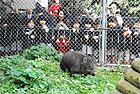 (写真)ニューウォンバットが五月山動物園に