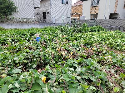 つる返しのようすです。