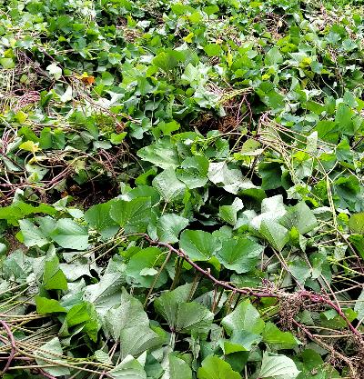 つる返しのようすです。