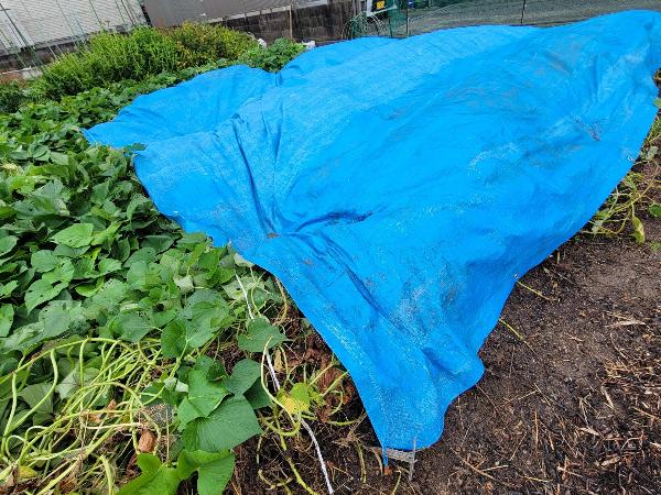ブルーシートのかかった畑