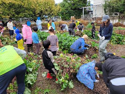 芋掘りのようす