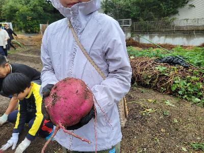 こんな大きなものも!