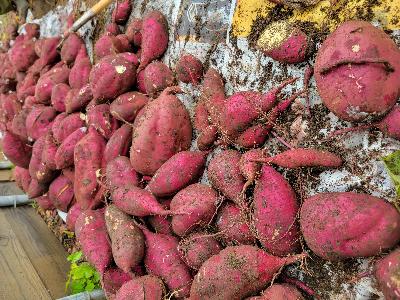 収穫されたたくさんのお芋