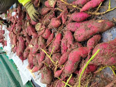 収穫されたたくさんのお芋