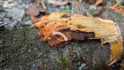 クビアカツヤカミキリの幼虫
