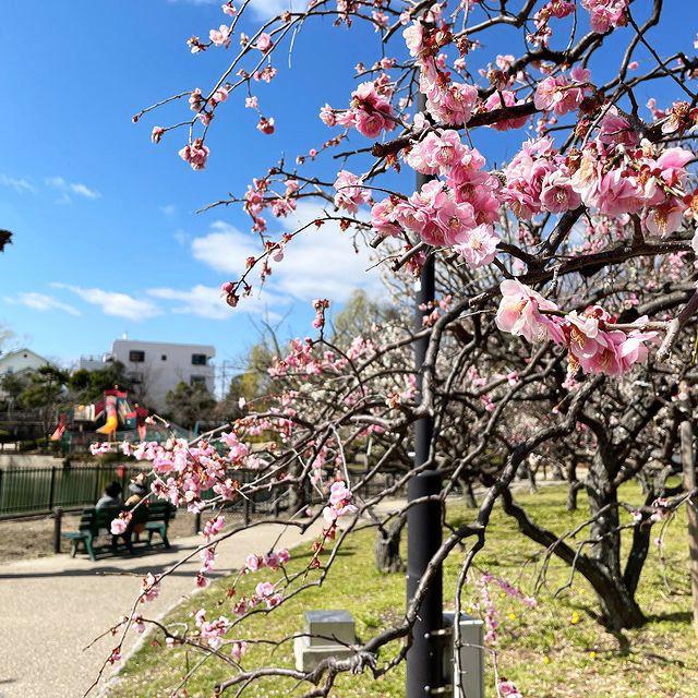 水月公園の梅