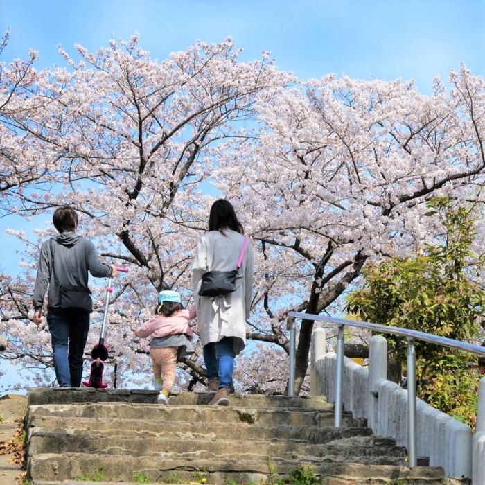 水月の桜