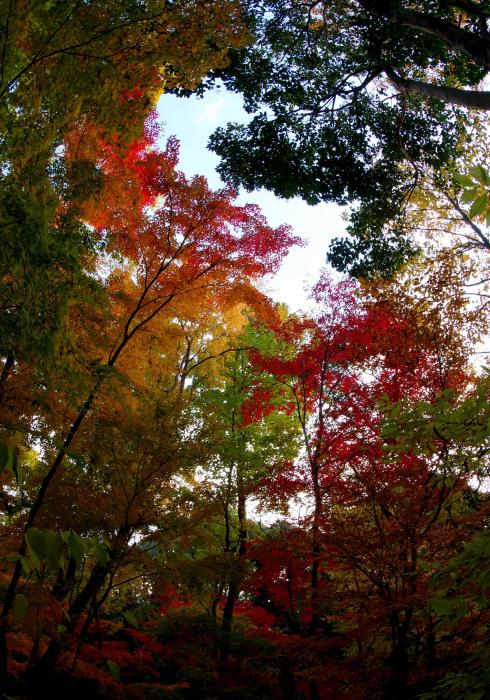 紅葉のダブル♥️見つけ五月山公園のもみじゅた❗
