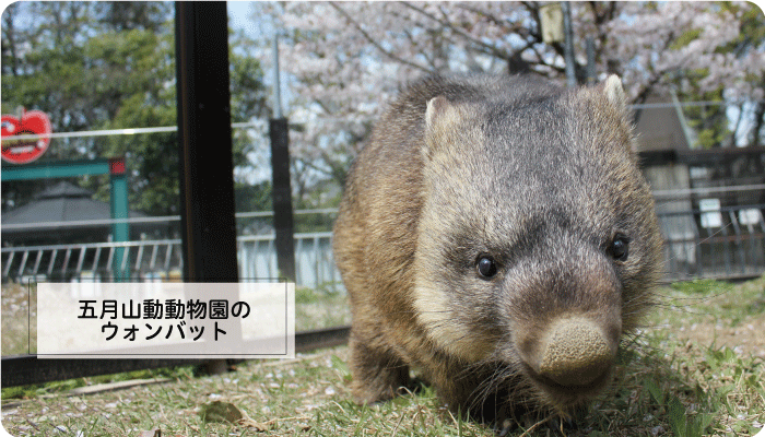 五月山のウォンバット