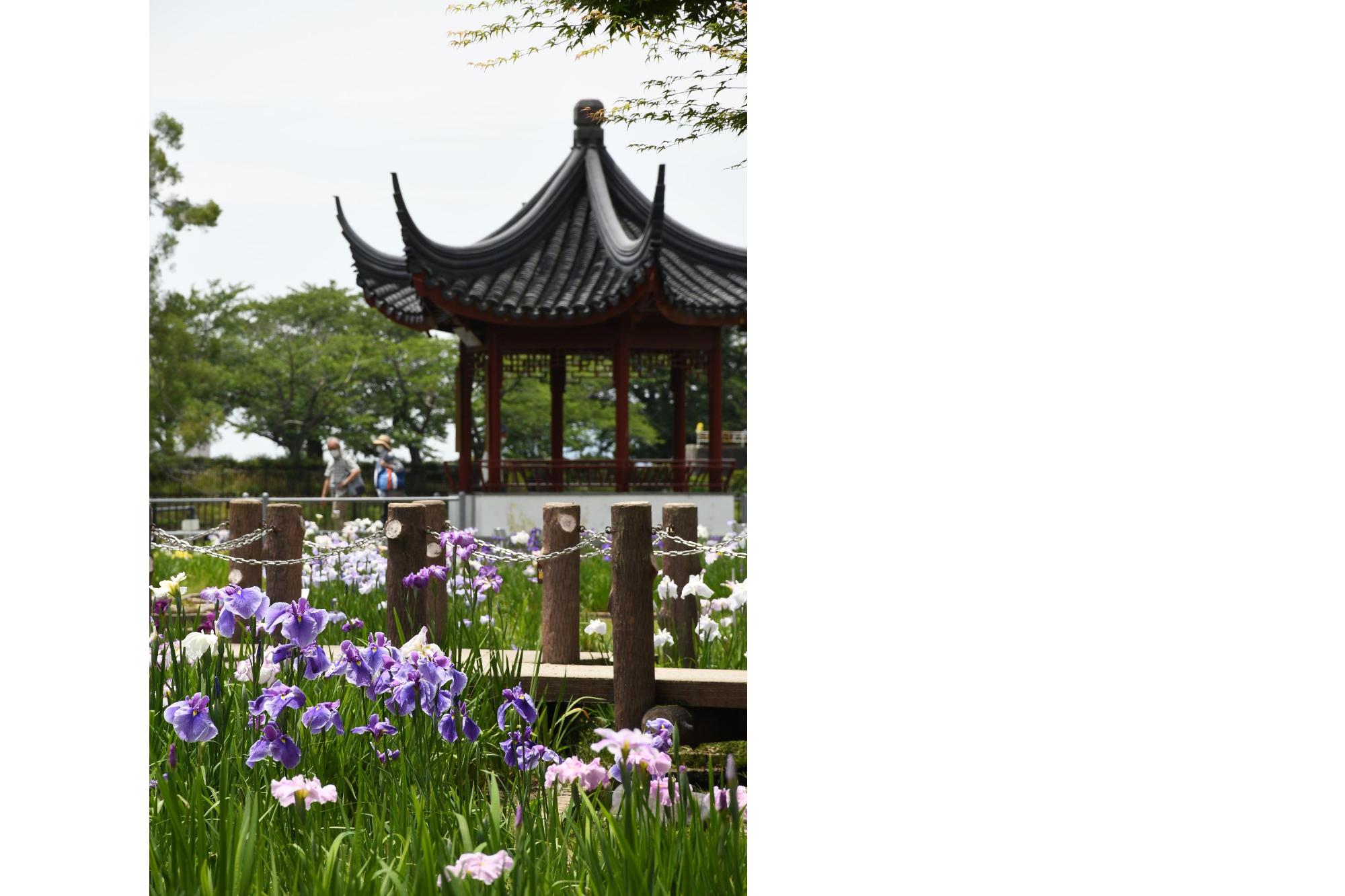 水月公園の花菖蒲