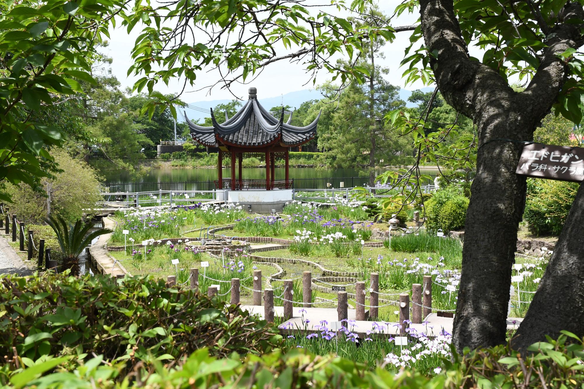 水月公園の花菖蒲2