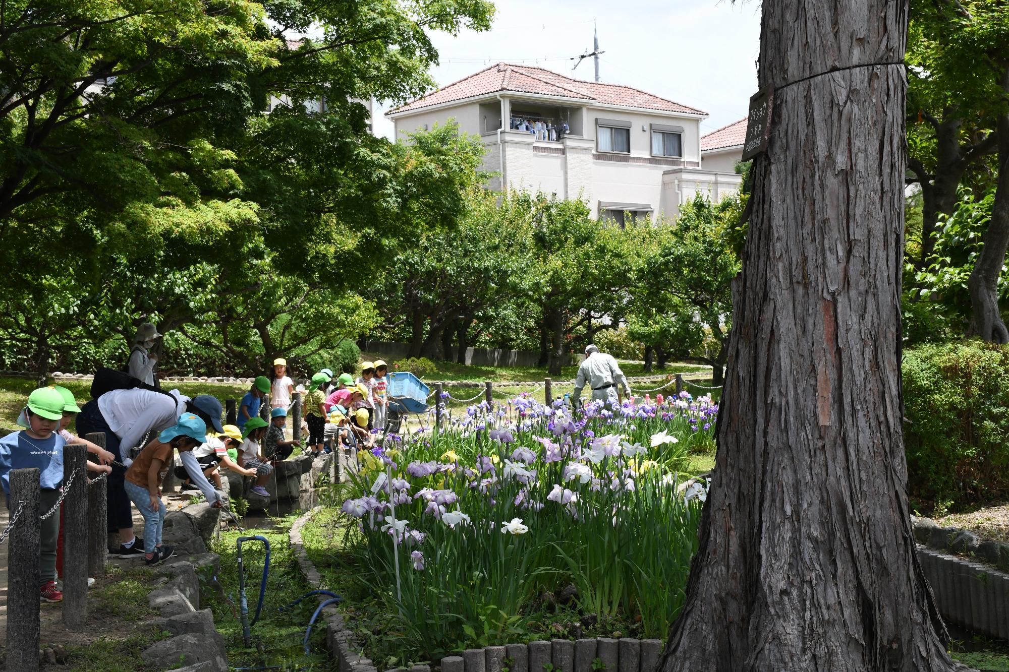 水月公園の花菖蒲3