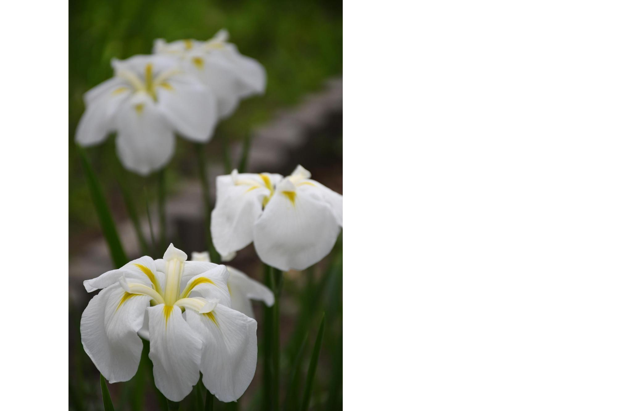 水月公園の花菖蒲4