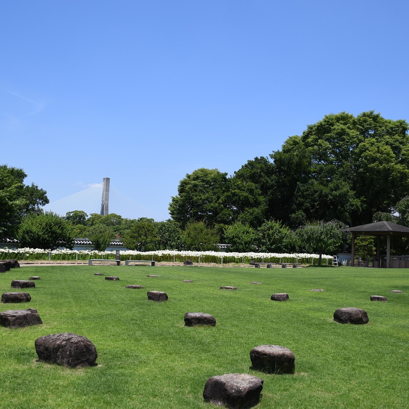 城跡公園の白百合5