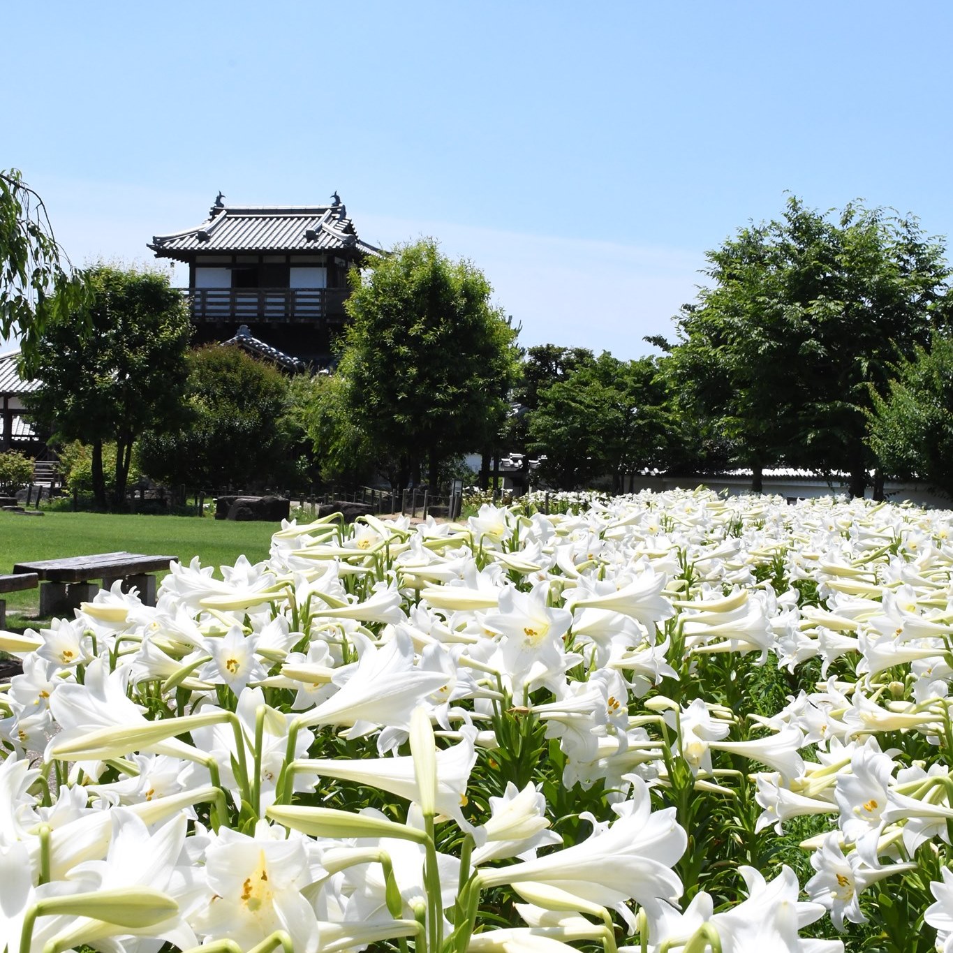 城跡公園の白百合4