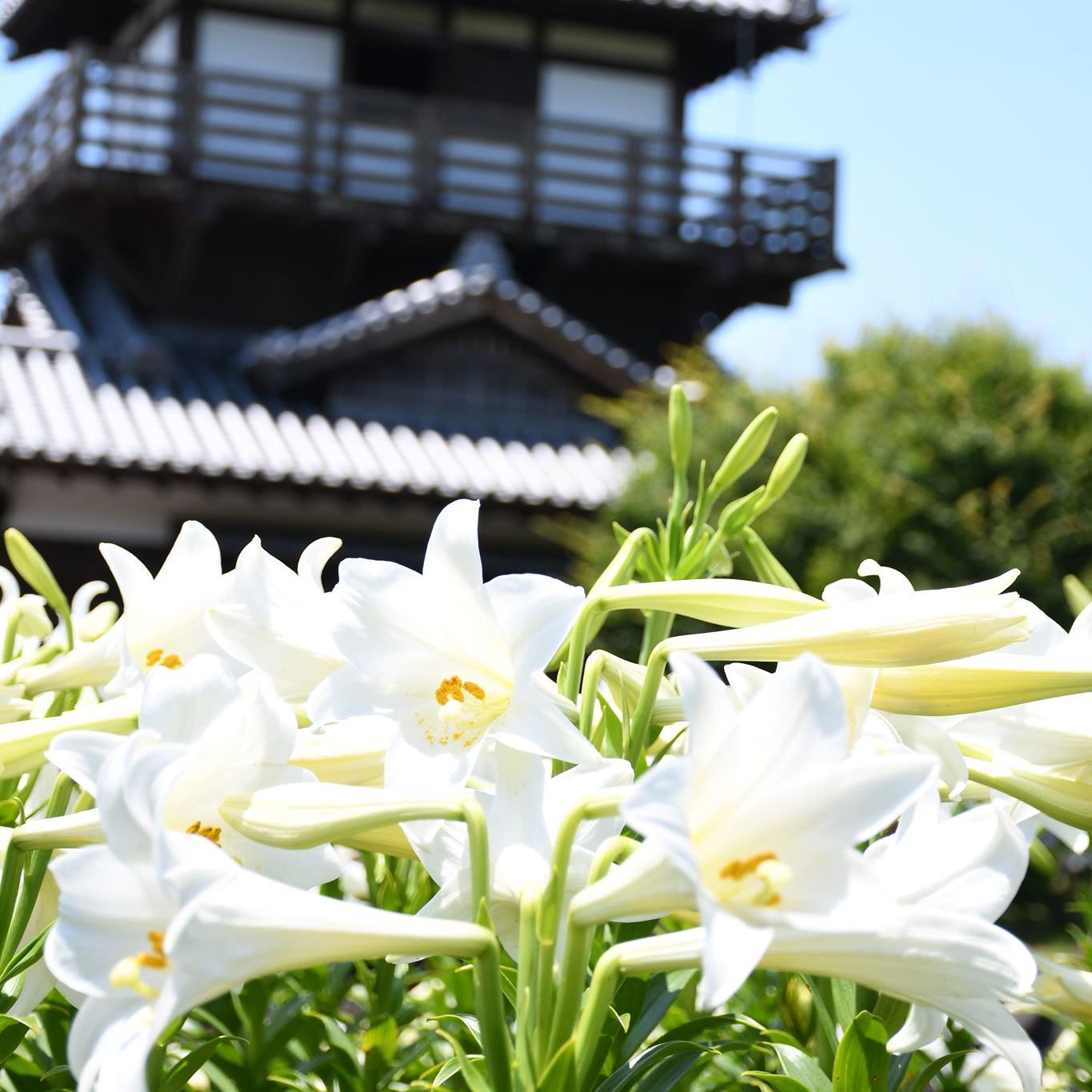 城跡公園の白百合6