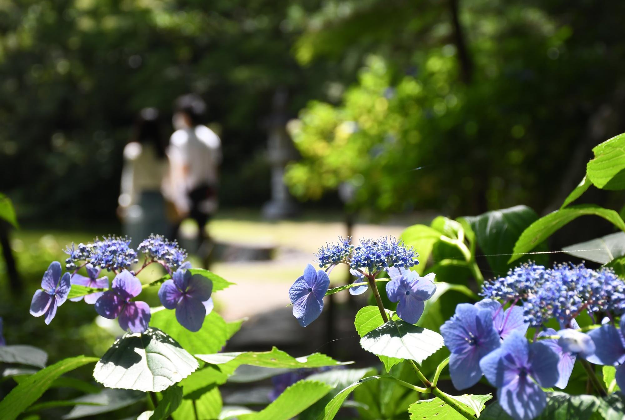 久安寺のアジサイ4