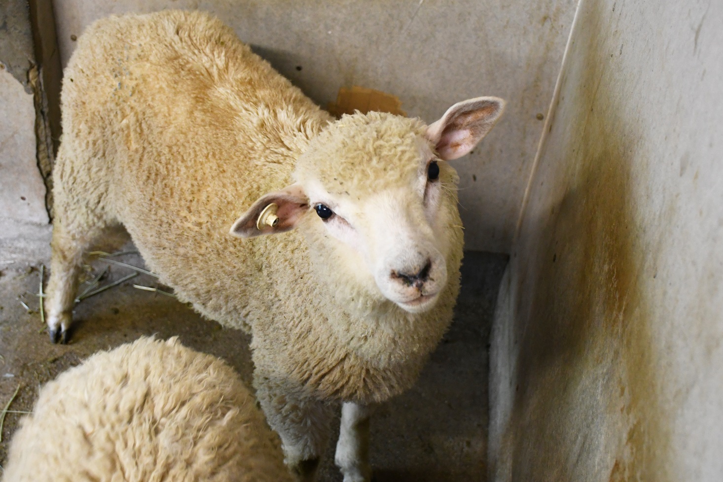 五月山動物園に来た新しい羊