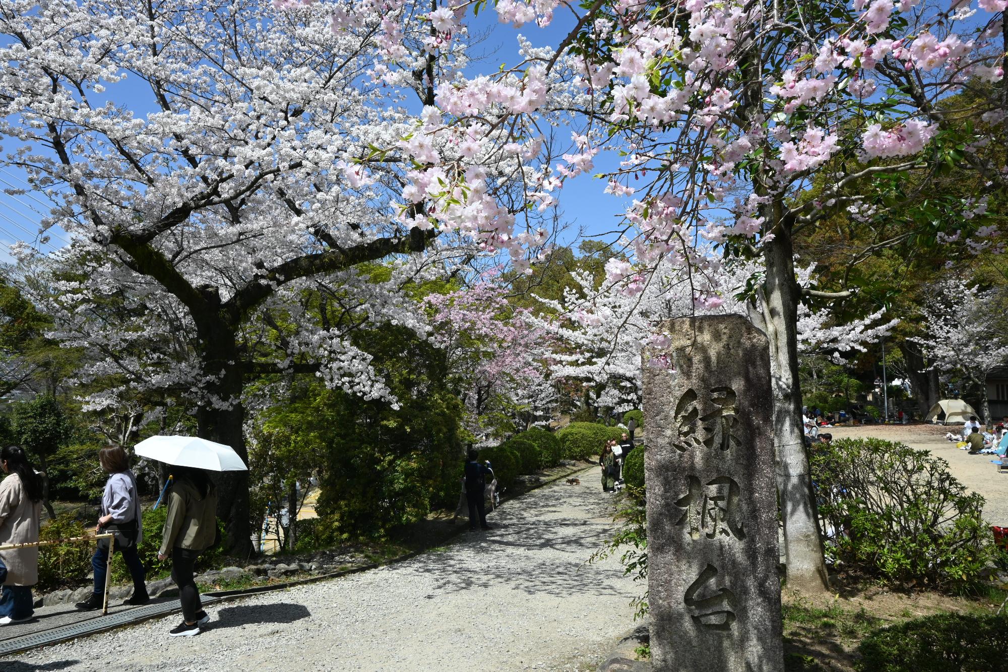 4月上旬 池田のまちがピンク色にのイメージ