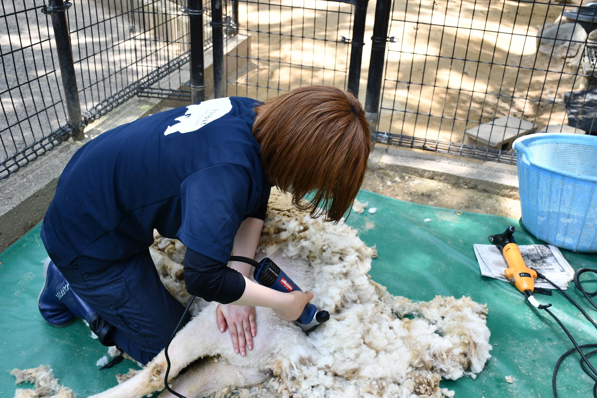 羊の毛刈り3