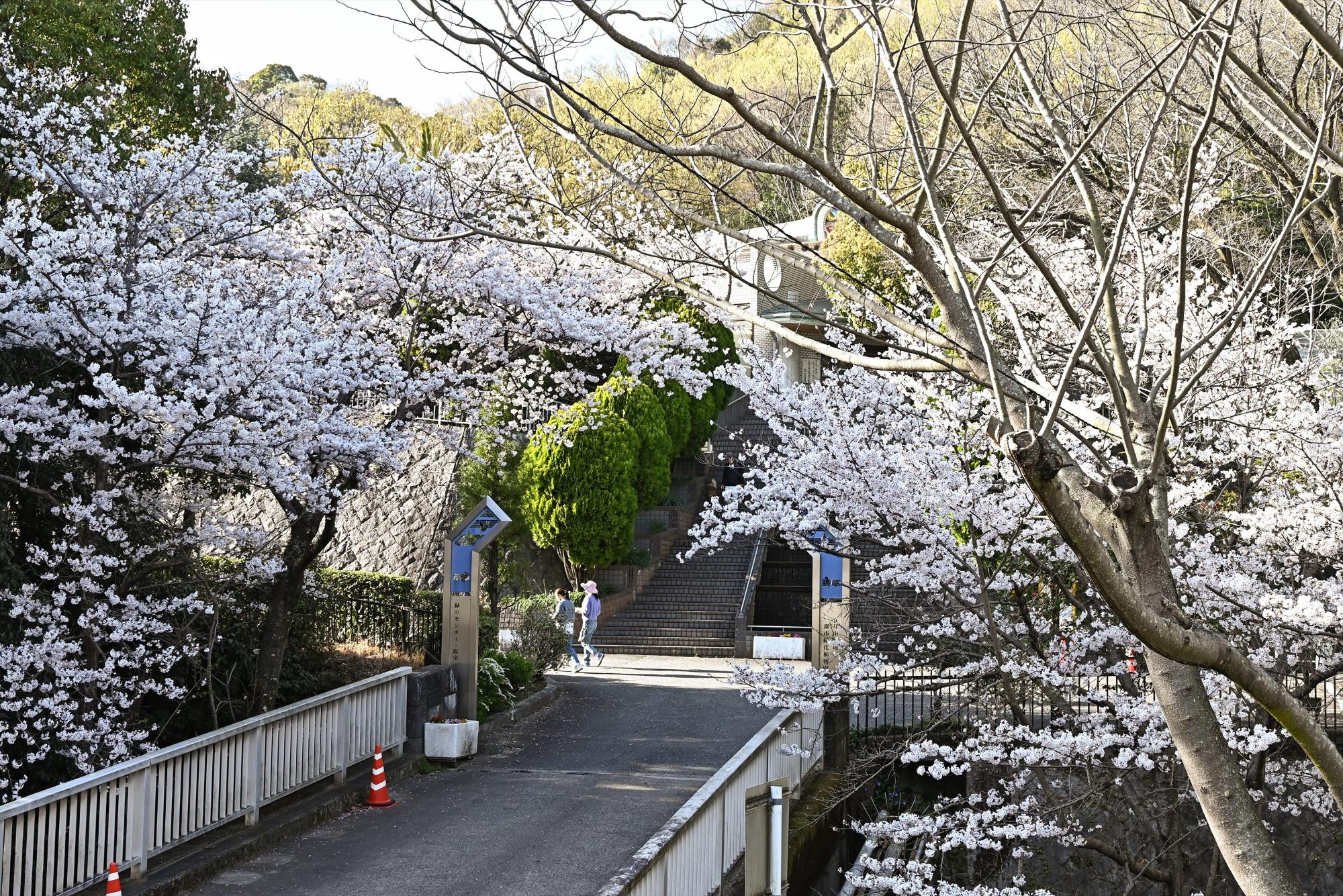 3月31日 サクラ咲く 池田のまちが淡いピンク色にのイメージ