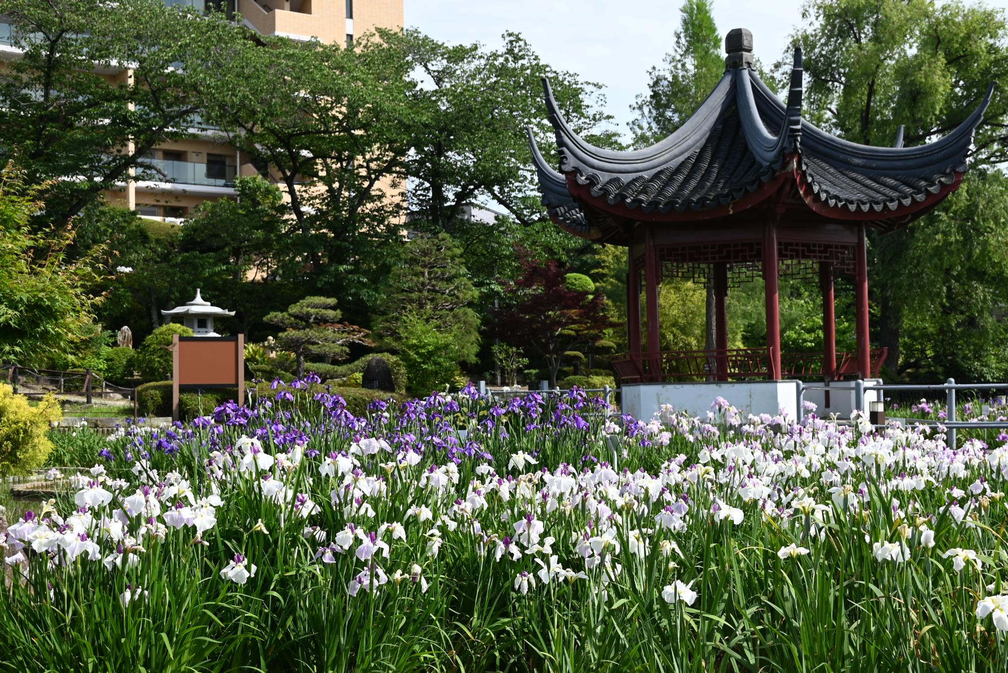 6月15日 満開に咲く花菖蒲に誘われてのイメージ