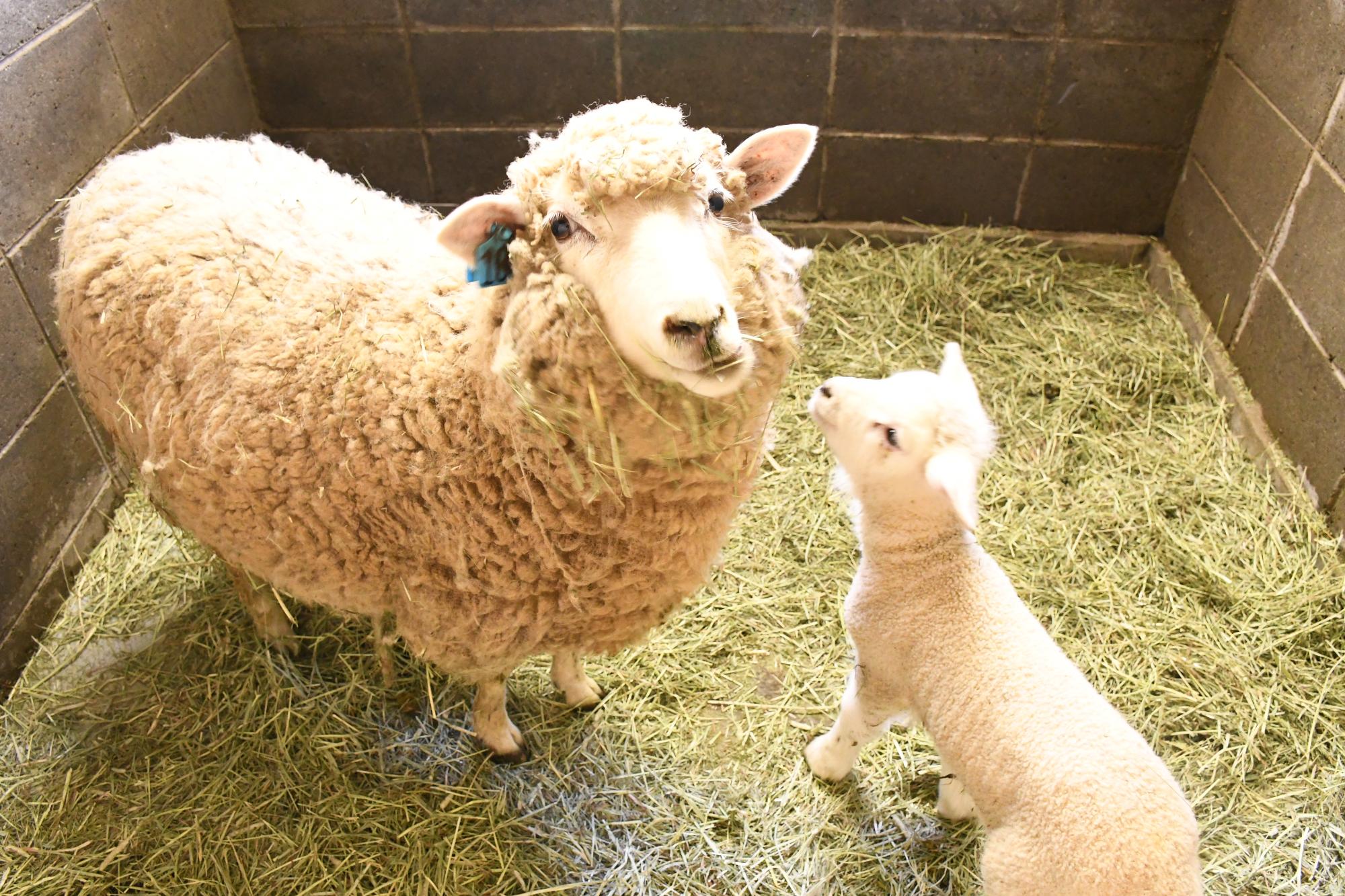 2月6日 五月山動物園で小さな仲間が誕生！のイメージ