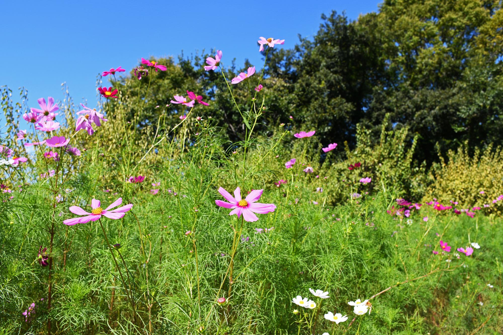 10月4日 城跡公園にコスモス咲くのイメージ