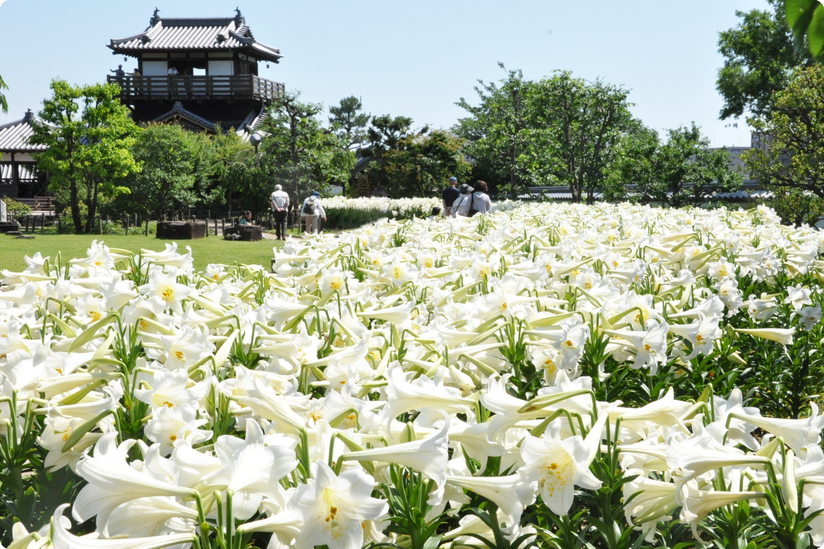 池田城跡公園の白ユリ