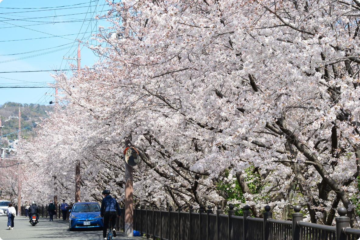 石澄川の桜並木