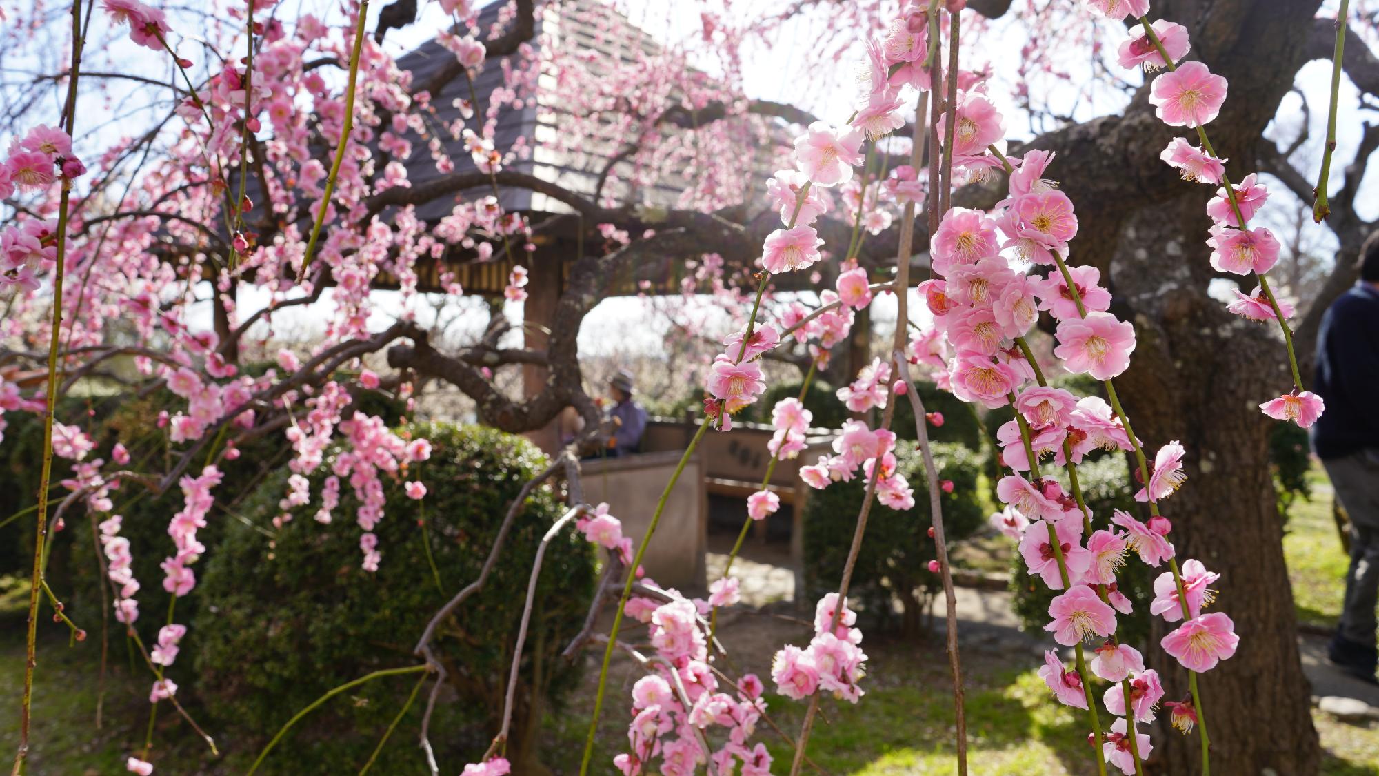 3月5日 梅の花が見頃に 甘い香りに癒されてみてはのイメージ