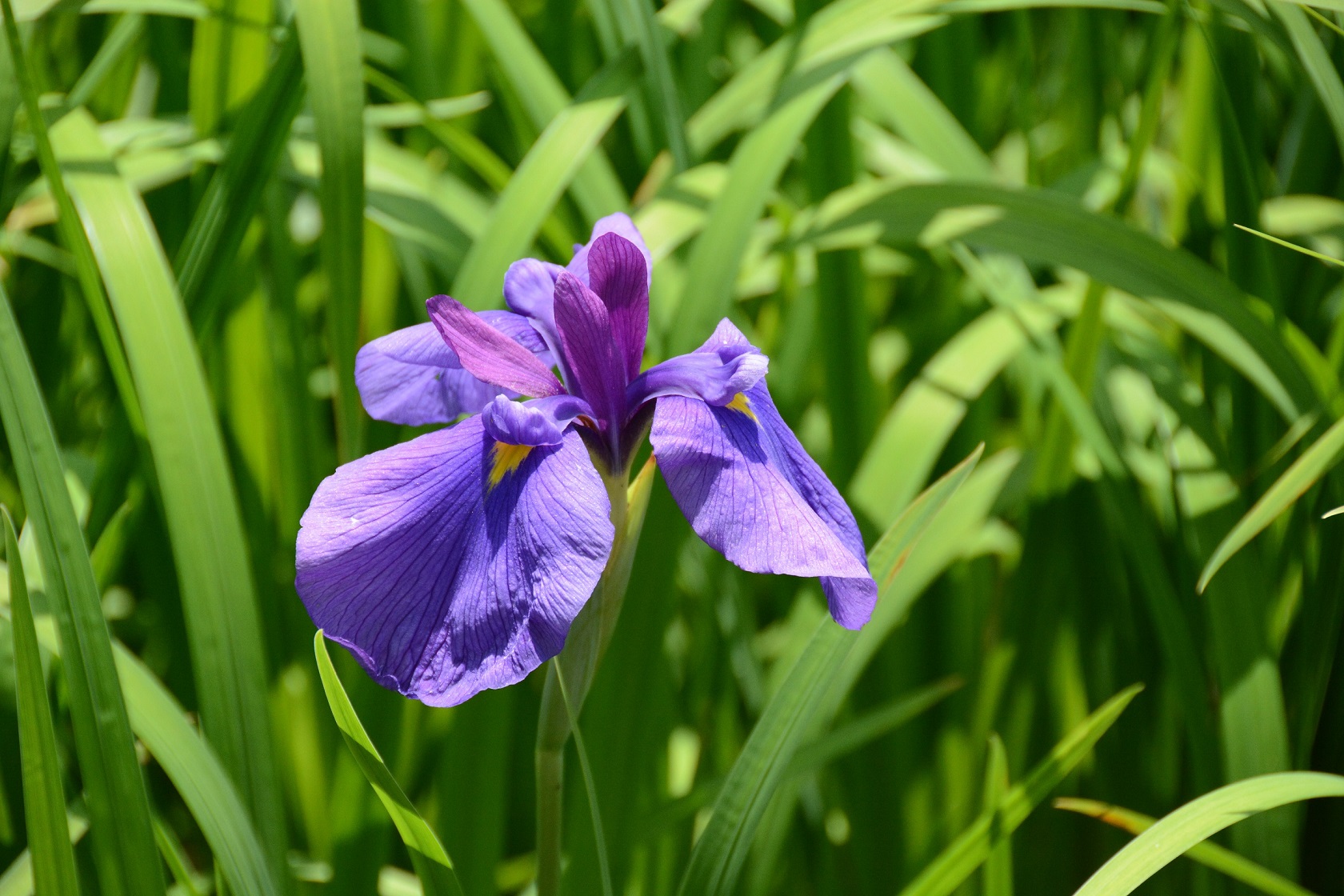 花菖蒲その3