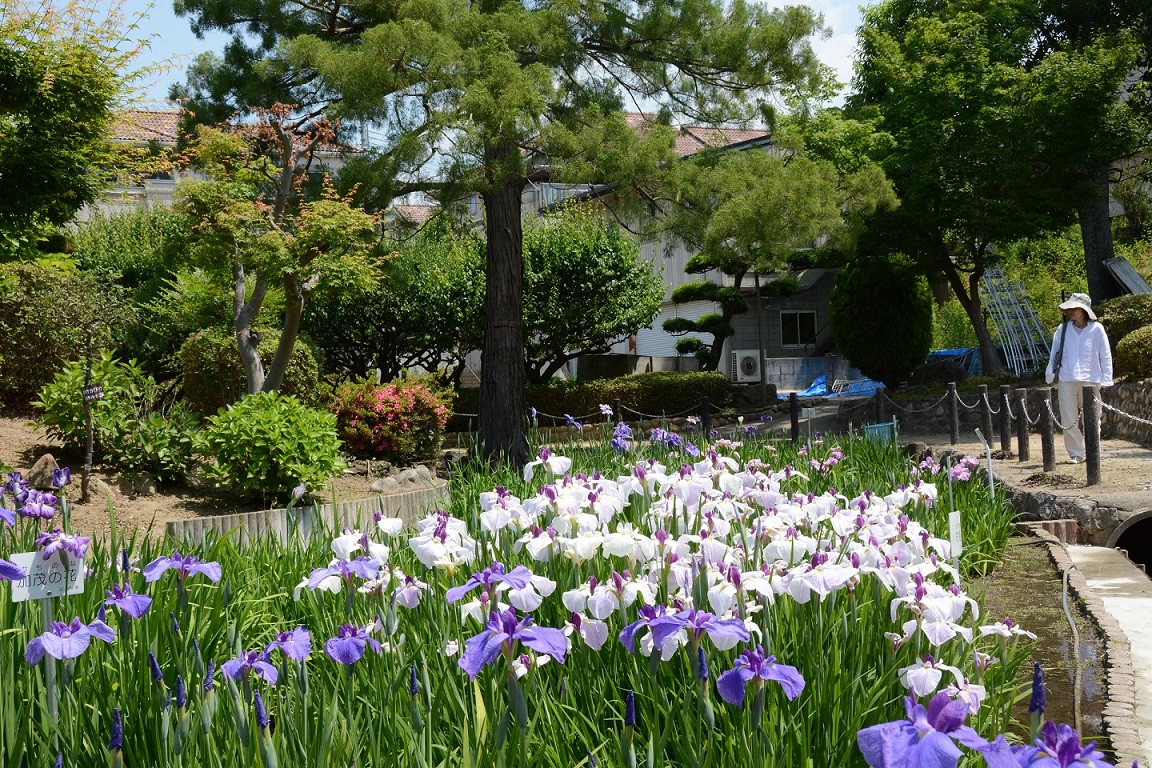 花菖蒲その4