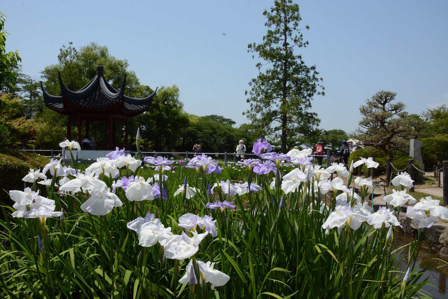 花菖蒲その5