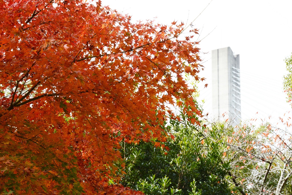 五月山の紅葉1