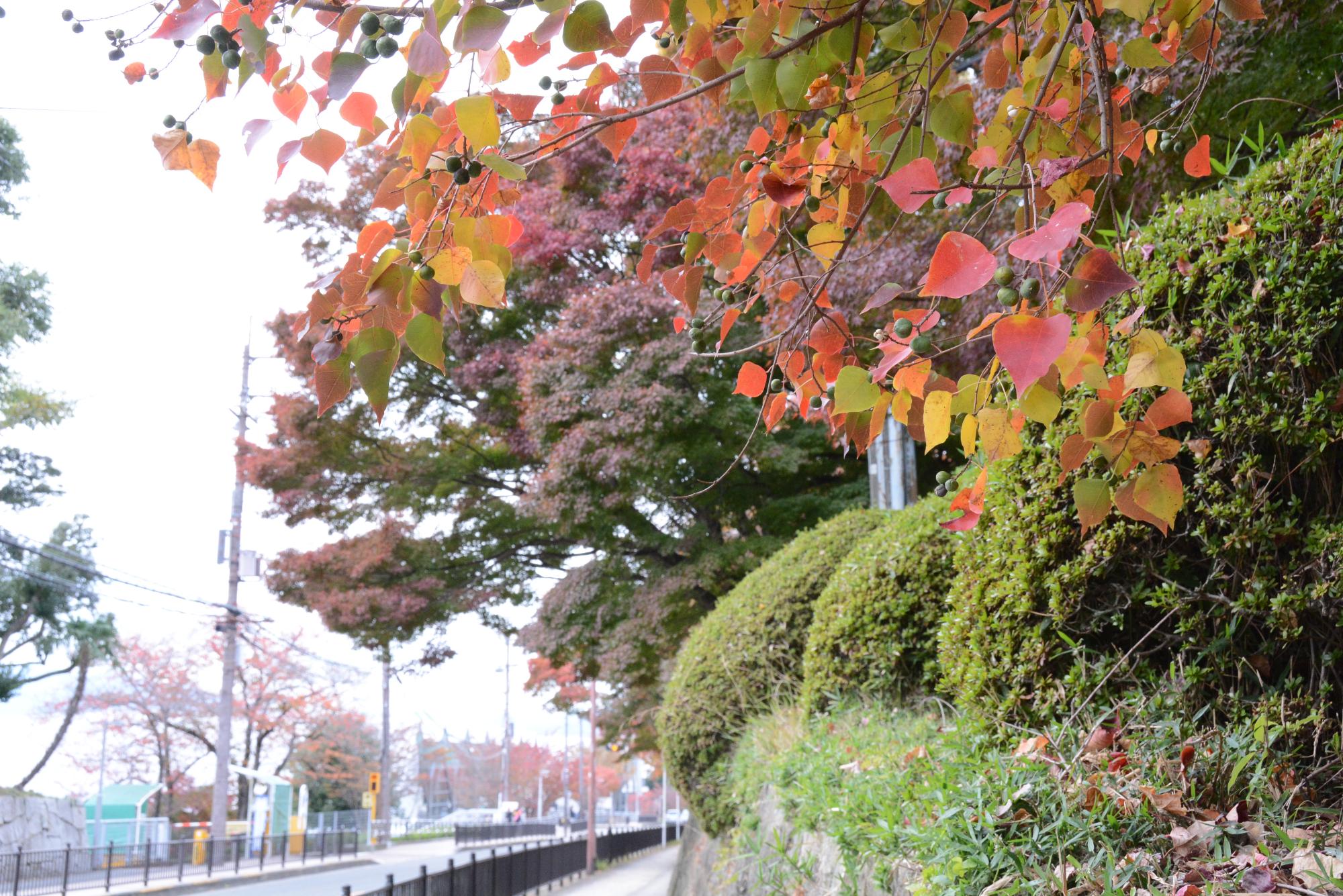 五月山の紅葉その2