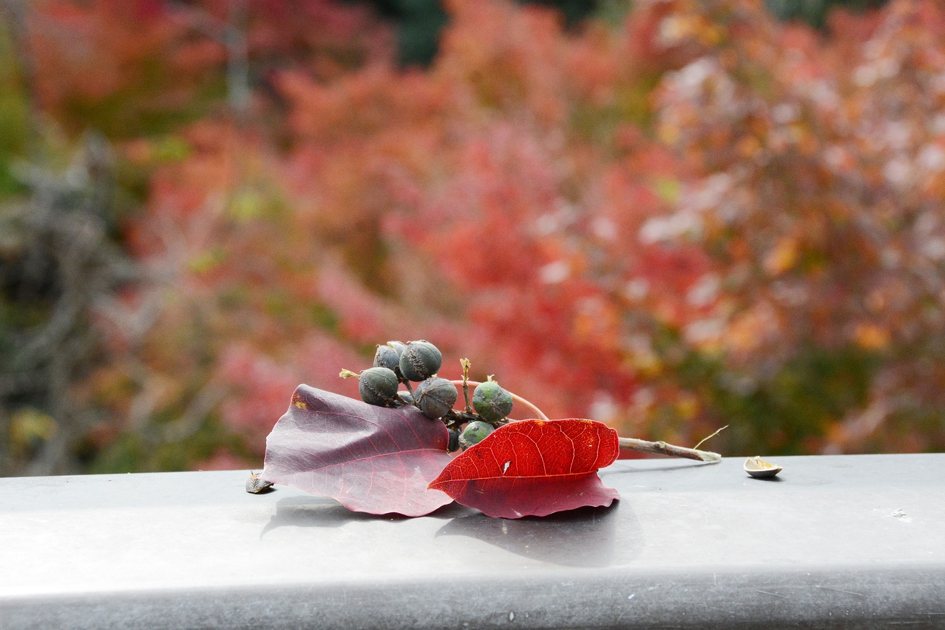 五月山の紅葉その3