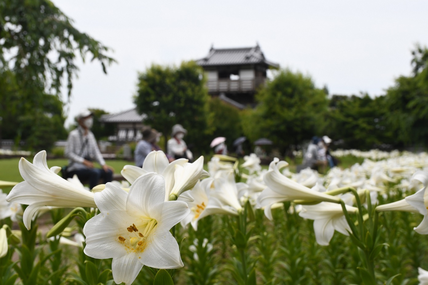 6月15日   池田城跡公園のテッポウユリが見ごろのイメージ
