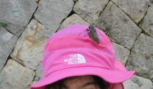 ピンクの帽子を被った人の頭にセミがとまっている写真