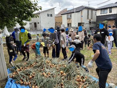 玉ねぎの収穫