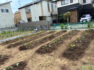 さつまいもの苗植え