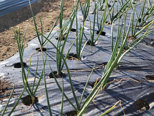 玉ねぎの苗植え