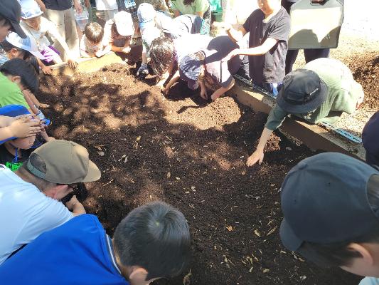 養育場の幼虫たち