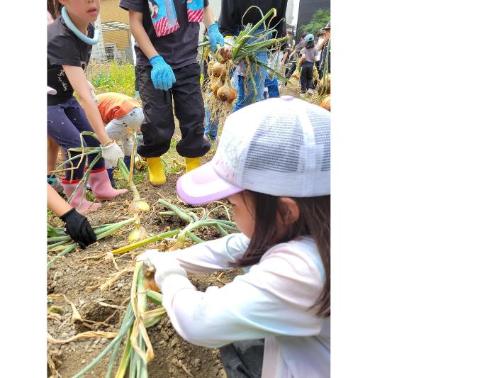 玉ねぎの収穫のようす