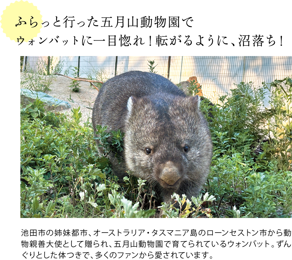 ふらっと行った五月山動物園で ウォンバットに一目惚れ！転がるように、沼落ち！  ＜五月山動物園にいるウォンバットの写真＞ 池田市の姉妹都市、オーストラリア・タスマニア島のローンセストン市から動物親善大使として贈られ、五月山動物園で育てられているウォンバット。ずんぐりとした体つきで、多くのファンから愛されています。
