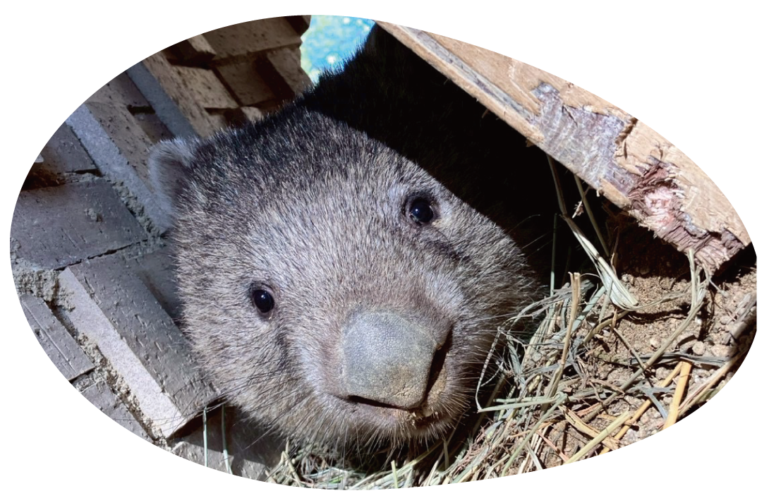 ウォンバット「ソラ」の写真