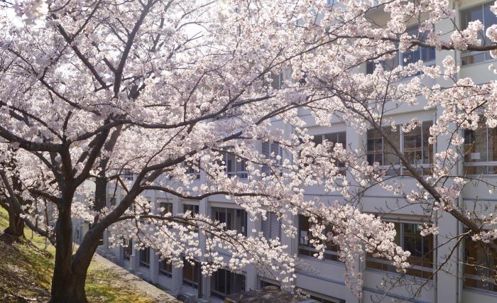 ほそごう学園のさくら満開